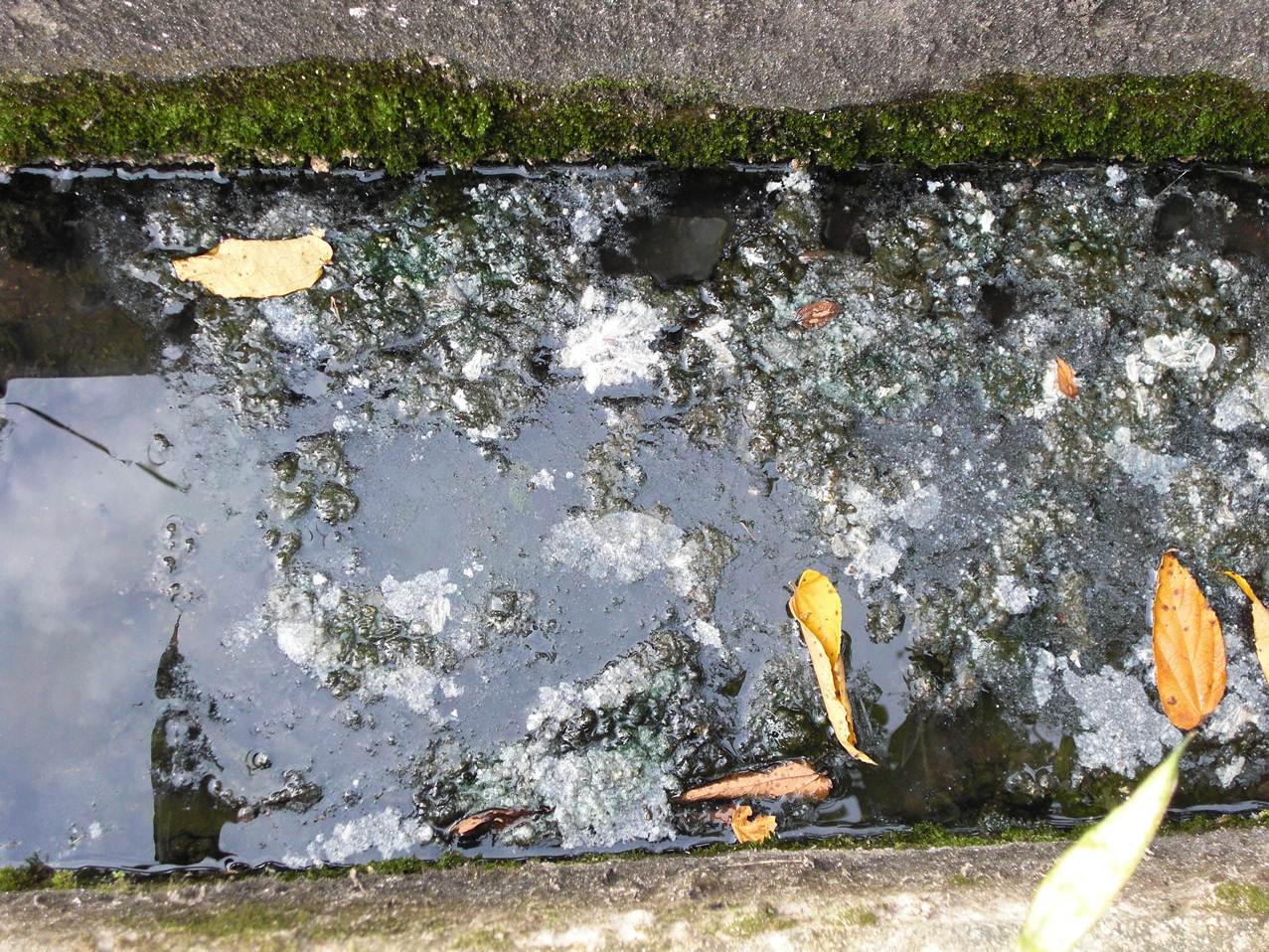 Contoh selokan yang tercemar karena air bekas rendaman deterjen